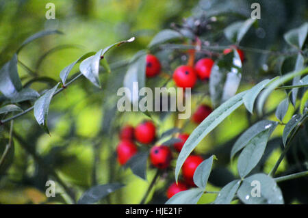 A bunch of red berries and cone shaped leaves in front on them. Stock Photo