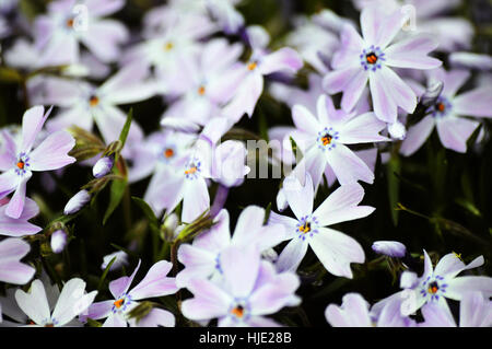 Gerald blue phlox flowers ( Phlox subulata) in a ground cover spread. Stock Photo