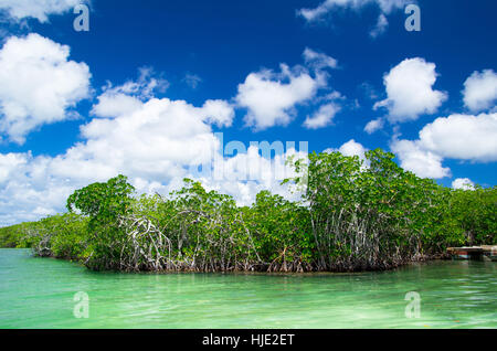 blue, salt, leaf, travel, tree, tourism, swamp, shine, shines, bright, lucent, Stock Photo