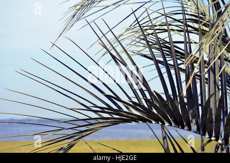 A curved palm tree frond against a ocean scene. Stock Photo