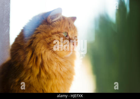 Ginger cat in morning light Stock Photo