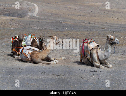 Camels resting in Timanfaya National Park Lanzarote. Stock Photo