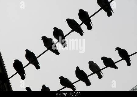 Birds sitting on wire Stock Photo