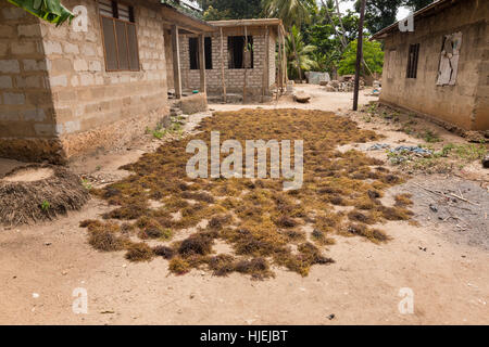 Drying collected seaweed (large batch) on ground (by local people for making living) between houses in the village, for medical, cosmetics or restaura Stock Photo