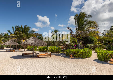 Sandy beach with sunshades with straw roof and sunbeds blue sky, palms in the background, hotel resort, sunny day in October, Zanzibar,Tanzania, Afric Stock Photo