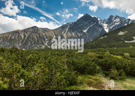 Mountains landscape with blue sky and clouds, green knee timber (scrub), pines in the foreground, High Tatras, Slovakia Stock Photo