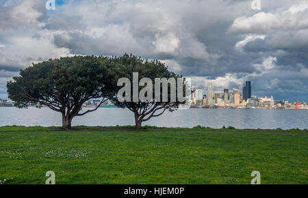 The Seattle skyline can be seen behind two trees. Stock Photo