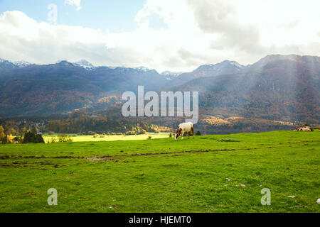 Idyllic autumn landscape in the Alps with cow grazing on fresh green mountain pastures Stock Photo