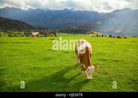 Idyllic autumn landscape in the Alps with cow grazing on fresh green mountain pastures Stock Photo