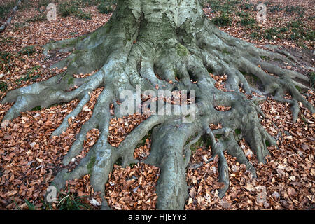 Roots of a beech tree (Fagus), autumn leaves, Baden-Württemberg, Germany Stock Photo