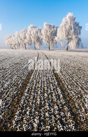 Field with furrows in front of birch trees (Betula) with hoarfrost, Erdinger Moos, Bavaria, Germany Stock Photo
