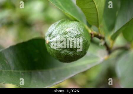 Lime growing on lime tree Stock Photo