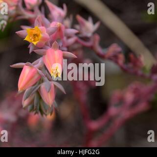 Echeveria succulent flowers orange pink and yellow Stock Photo