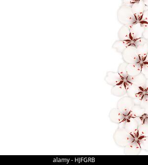 Spring Nature Background with Sakura Flowers Blossom Stock Vector