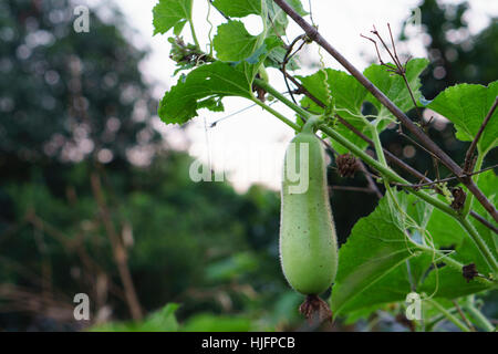 Hanging winter melon in the garden Stock Photo