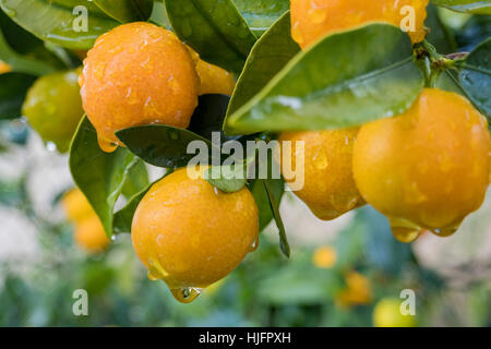 Mature, juice California orange growing on the tree with water drops Stock Photo