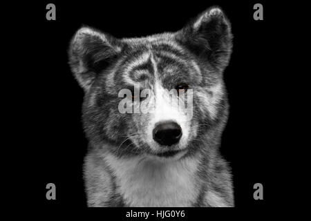 Closeup portrait of Akita inu Dog on Isolated Black Background Stock Photo