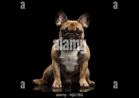 French Bulldog isolated on black Stock Photo