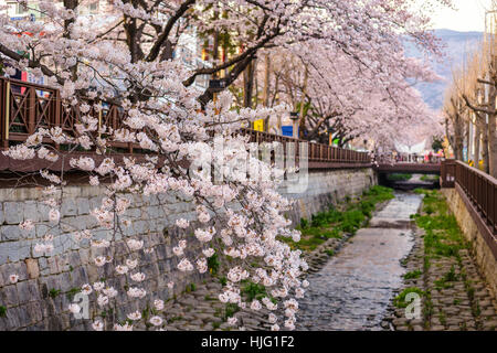 Spring Cherry blossom at Yeojwacheon Stream, Jinhae, South Korea Stock Photo