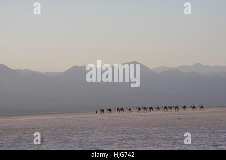 camels laden with salt traverse the salt flats in Dallol, Danakil Depression, Ethiopia mountains in the background Stock Photo