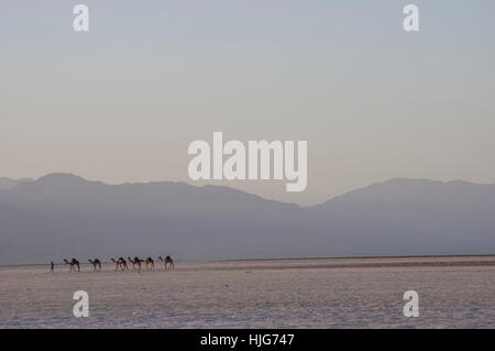 camels laden with salt traverse the salt flats in Dallol, Danakil Depression, Ethiopia mountains in the background Stock Photo