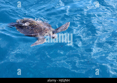 Removing longline fish hook from loggerhead sea turtle (Caretta caretta)  using canine mouth gag Stock Photo - Alamy