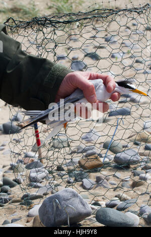 Pollution caused by leaking petrol tank Newport Gwent Stock Photo - Alamy