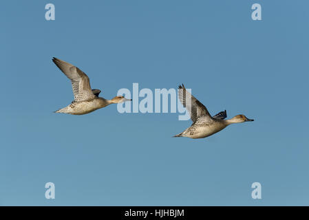 Pintail - Anas acuta - female Stock Photo