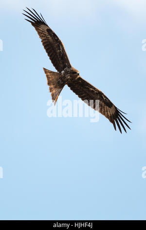 The black kite (Milvus migrans) is a medium-sized bird of prey in the family Accipitridae. Stock Photo