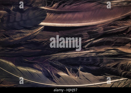 The texture of feathers closeup Stock Photo
