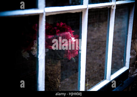 Roses through window Stock Photo