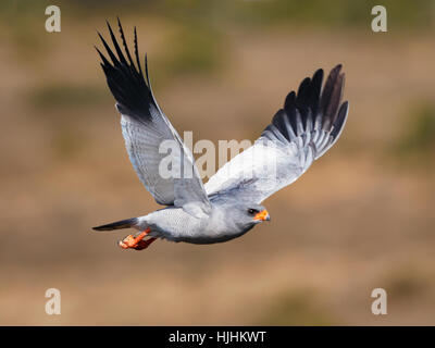 An adult  Pale Chanting Goshawk in flight Stock Photo