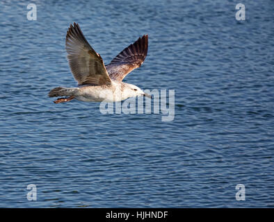 Caspian gull (larus cachinnans) in flight against blue sky Stock Photo