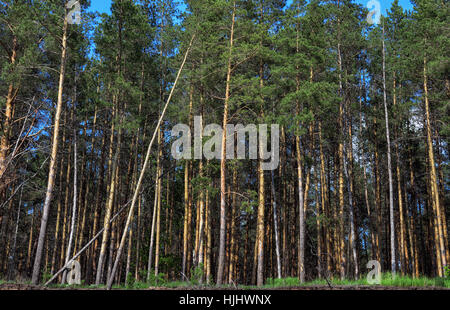 A pine forest in sunny summer day Stock Photo - Alamy
