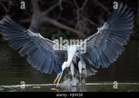 Cocoi heron seizing fish in flight in Brazil Stock Photo