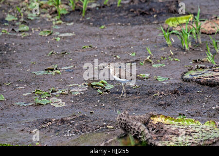 Solitary sandpiper foraging at waters edge in wetland in Brazil Stock Photo