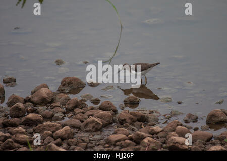 Solitary sandpiper foraging at waters edge in wetland in Brazil Stock Photo