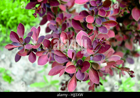 Thunberg's barberry bush in spring or summer Ukraine Stock Photo