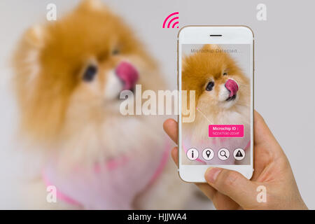 Concept of augmented reality of pet microchip app on smartphone. Stock Photo