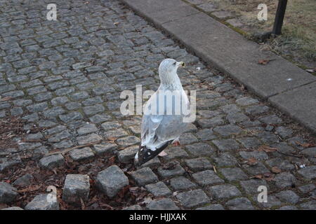 seagull in Oslo outside Oslo Domkirke Stock Photo