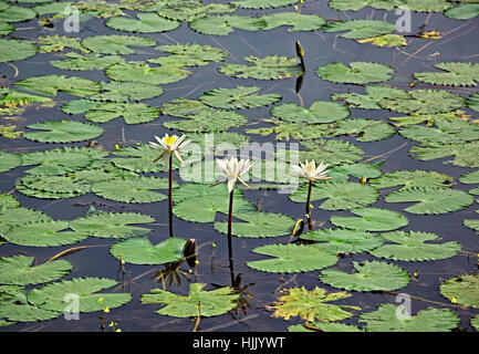 White water lily bloom and floating leaves in lotus lake