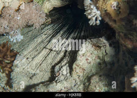 Long-spined sea urchin, Diadema paucispinum, Sharm el Sheikh, Red Sea, Egypt Stock Photo