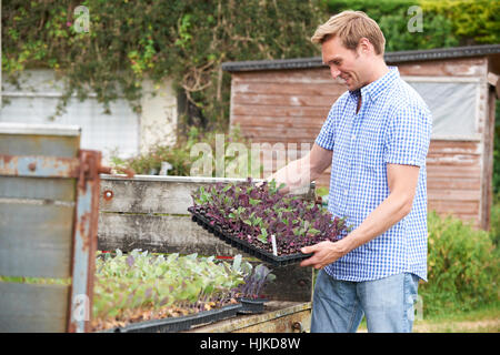 Farmer Planting Seedlings On Organic Farm Stock Photo