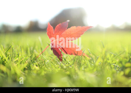 Beautiful red maple leaf laying on the green grass Stock Photo