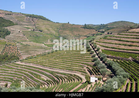 Vineyards, Douro Valley, UNESCO World Heritage Site, Portugal Stock Photo