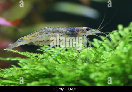 Amano shrimp named after the famous Japanese aquarist Takashi Amano Stock Photo