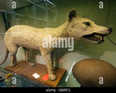 A stuffed Tasmanian tiger in a display case of the Booth Museum in Brighton Stock Photo