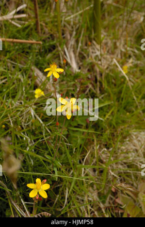 Slender St John's-wort, Hypericum pulchrum Stock Photo