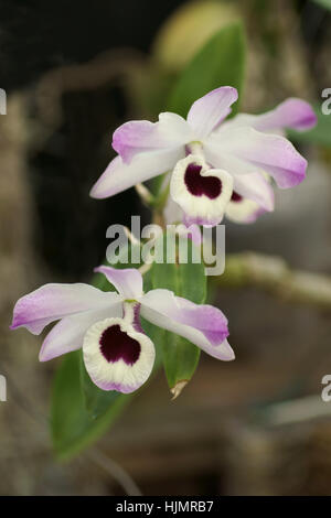 Dendrobium nobile Stock Photo