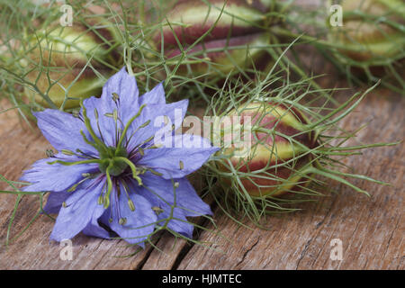 Nigella flower with a bud on the wooden table closeup. horizontal Stock Photo